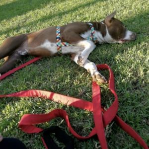 Correas Largas